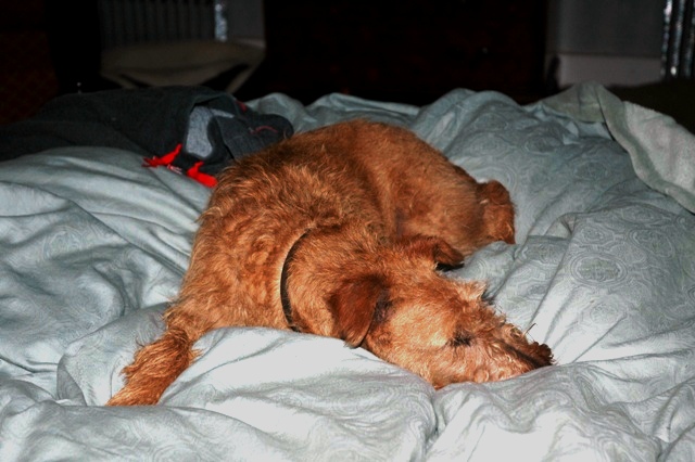 Enjoying her favorite activity, Clover is sound asleep on the bed!