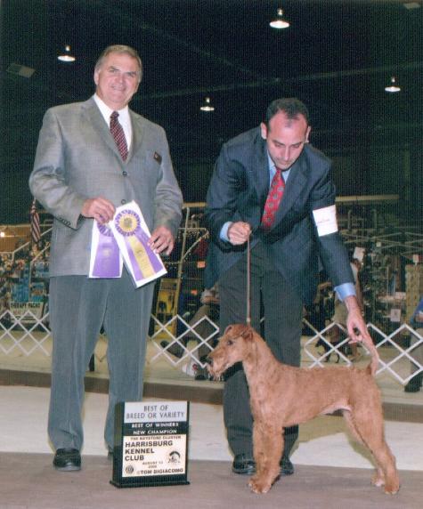 Clover earned her Championship on August 13, 2006 at the Harrisburg Kennel CLub’s summer show from Mr. Lawrence E. Stanbridge.