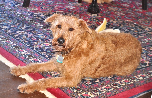 Clover resting in the dining room.