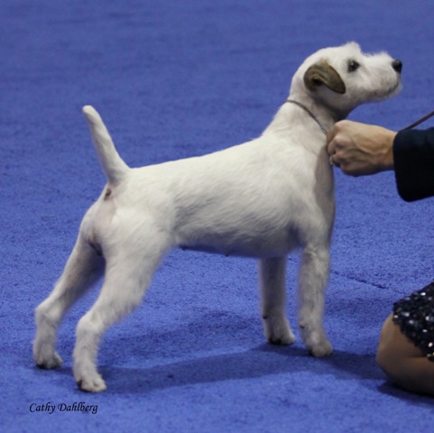 AKC Champ 2012