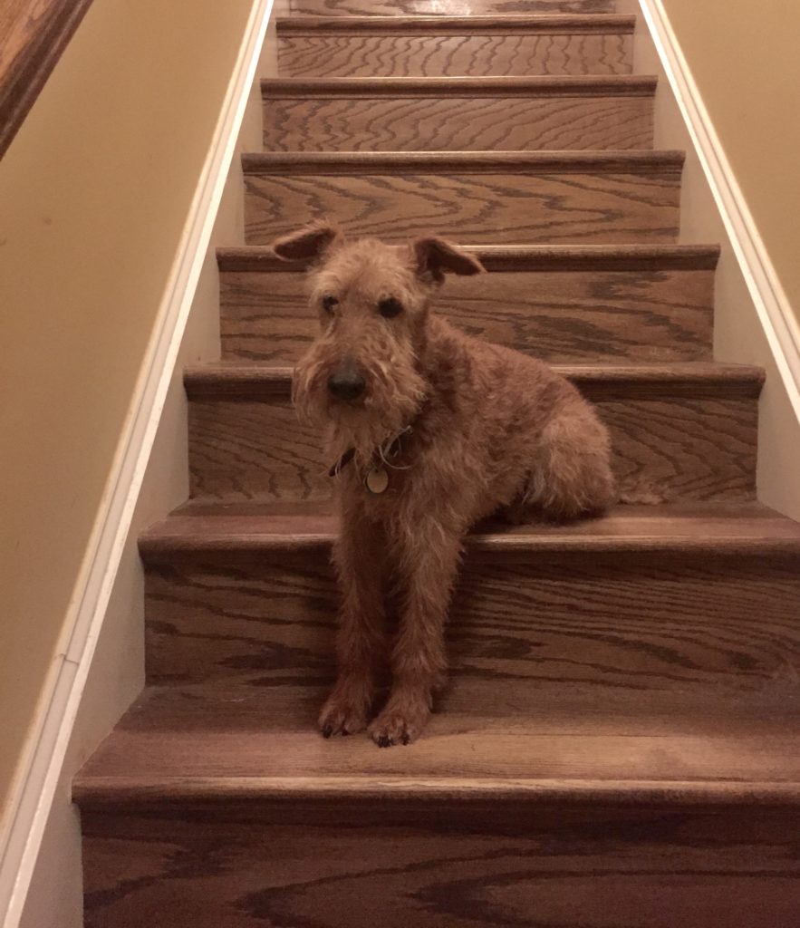 Clover on stairs